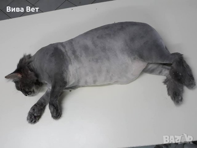 Подстригване на котка, снимка 5 - Ветеринари и услуги - 23386096