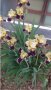 продавам луковици на цветя Ирис - редки сортове, снимка 7