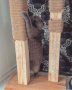 Масивна драскалка за котки, снимка 13
