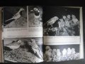 Книга "Птицы перед микроф. и фотоапар.-А.Мальчевский"-208стр, снимка 6