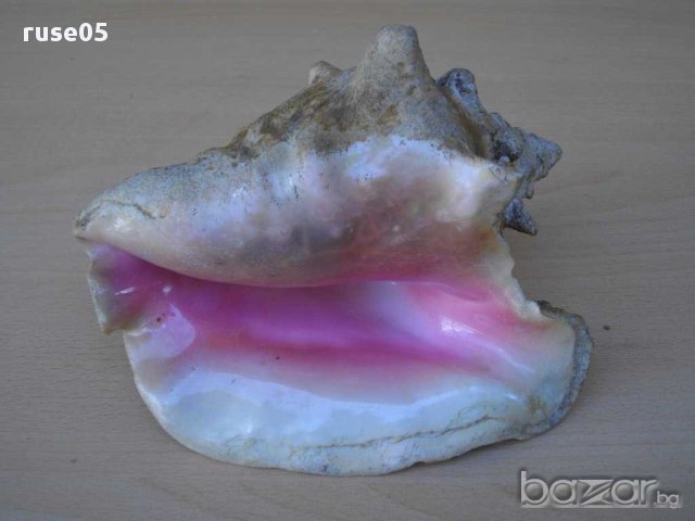 Раковина - 3, снимка 5 - Други ценни предмети - 14605068