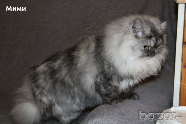 Сребърна чинчила  /  Persian cat, снимка 13 - Персийска - 18951274