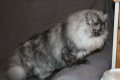 Сребърна чинчила  /  Persian cat, снимка 13