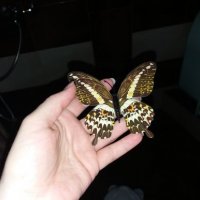 3D пеперуди за декорация с двойни крила СВЕТЕЩИ, снимка 4 - Декорация за дома - 25424987