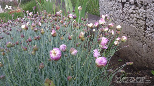 Продавам разсад на Градински кичест карамфил-за есенно засаждане, снимка 3 - Сортови семена и луковици - 15394201
