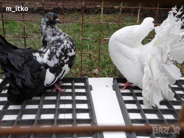 ФЕНЕРЛИИ и якалии