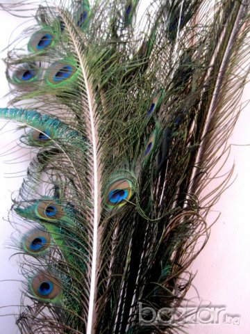 Пера от опашка на мъжки паун, снимка 2 - Други - 13150090
