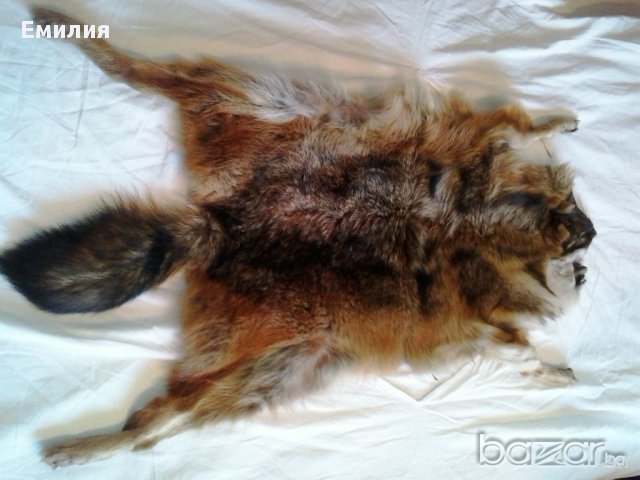 Обработени кожи от чакал, снимка 4 - Други - 12906572