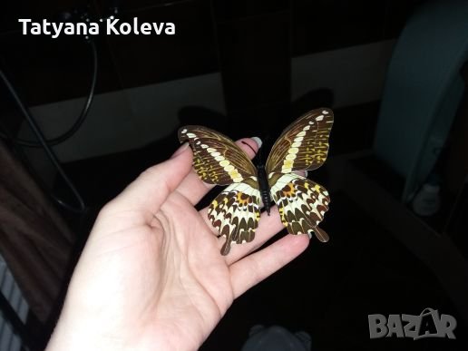 3D пеперуди за декорация с двойни крила СВЕТЕЩИ, снимка 4 - Декорация за дома - 25424987