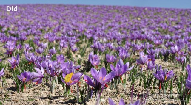 Шафран висококачествена подправка Козани Гърция Кроко, снимка 2 - Домашни продукти - 19231413