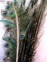 Пера от опашка на мъжки паун, снимка 2