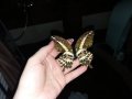 3D пеперуди за декорация с двойни крила СВЕТЕЩИ, снимка 4