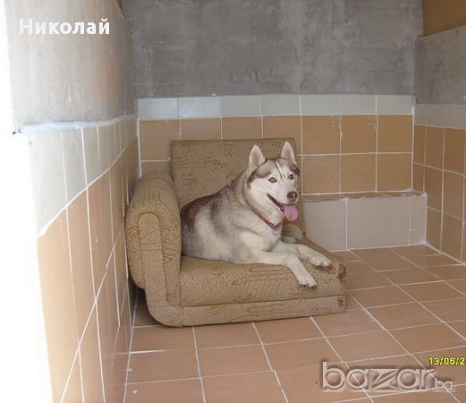 Хотел за кучета и Развъдник за Лабрадори, снимка 2 - Ветеринари и услуги - 15194980