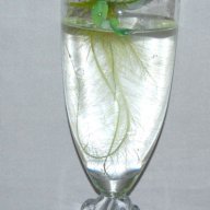 Универсални стъклени чаши-бонбониера 3бр, снимка 5 - Чаши - 13428144