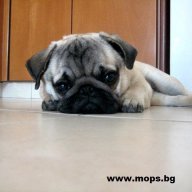 Чистокръвни кученца порода Мопс, снимка 15 - Мопс - 1662055