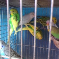 Вълнисти папагалчета, снимка 4 - Папагали - 22023189