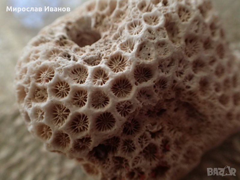 корал от Ейлат, Червено море , снимка 1