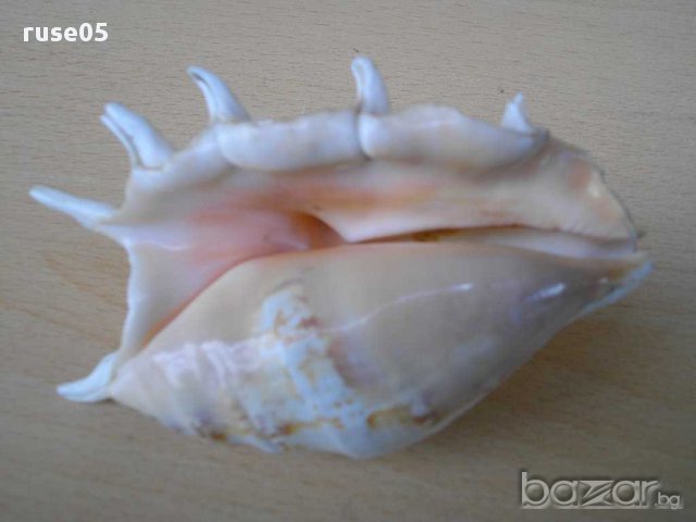 Раковина - 12, снимка 4 - Други ценни предмети - 14625351