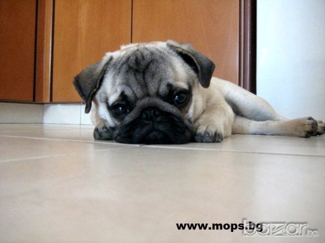 Чистокръвни кученца порода Мопс, снимка 15 - Мопс - 1662055