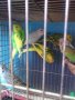 Вълнисти папагалчета, снимка 4