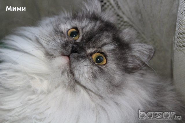 Сребърна чинчила  /  Persian cat, снимка 16 - Персийска - 18951274