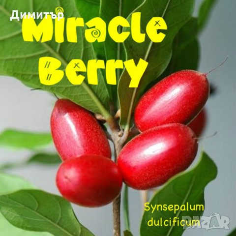 Магически плод (таблетки) / Miracle fruit / Miracle berry (Synsepalum dulcificum), снимка 4 - Други - 22528747