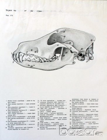 Учебно помагало по зоология, колекция от черепи, сбирка гръбначни животни , снимка 11 - Антикварни и старинни предмети - 14074952