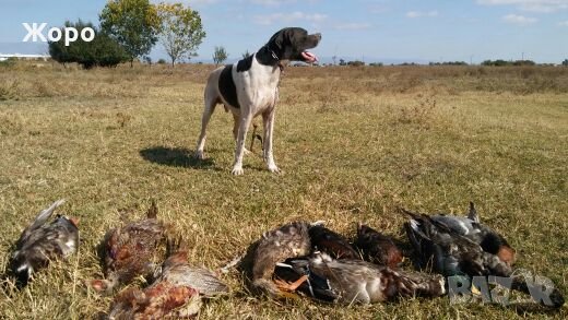 Пойнтер, снимка 5 - Пойнтер - 22943476