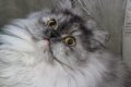 Сребърна чинчила  /  Persian cat, снимка 16