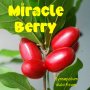 Магически плод (таблетки) / Miracle fruit / Miracle berry (Synsepalum dulcificum), снимка 4