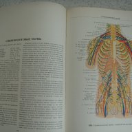 Атласи по анатомия на човека Синелников, снимка 14 - Енциклопедии, справочници - 16689471