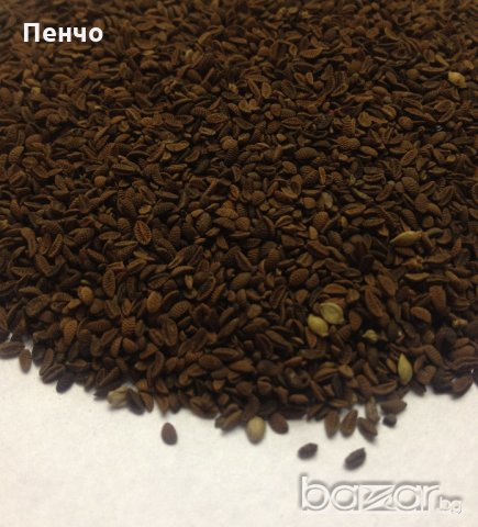 Семена от Фацелия - медоносно растение за пчелите разсад семена пчеларски растения силно медоносно, снимка 10 - Сортови семена и луковици - 19318153