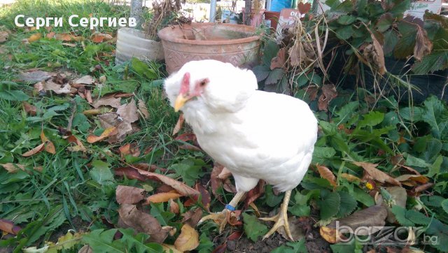 Sergiev Farm продава пилета и яйца от различни видове кокошки, снимка 6 - Кокошки и пуйки - 13584889
