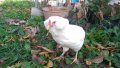 Sergiev Farm продава пилета и яйца от различни видове кокошки, снимка 6