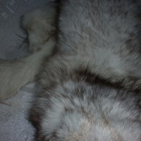  Шал яка от полярна бяла лисица , снимка 12 - Шапки - 19116831