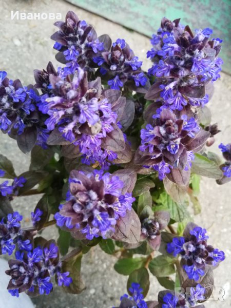 Аюга, снимка 1