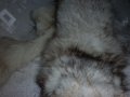 Шал яка от полярна бяла лисица , снимка 12