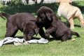 Лабрадори с родословие, снимка 2