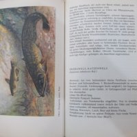 Книга "FISCHKUNDE FÜR ANGLER - WOLFGANG ZEISKE" - 160 стр., снимка 6 - Енциклопедии, справочници - 25536754