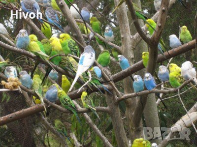 Вълнисти папагали , снимка 3 - Папагали - 23241397