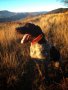 Сигнални нашийници за ловни кучета с телефонен номер и име, снимка 4