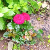 Резници от червена сортова роза, снимка 1 - Градински цветя и растения - 25671042
