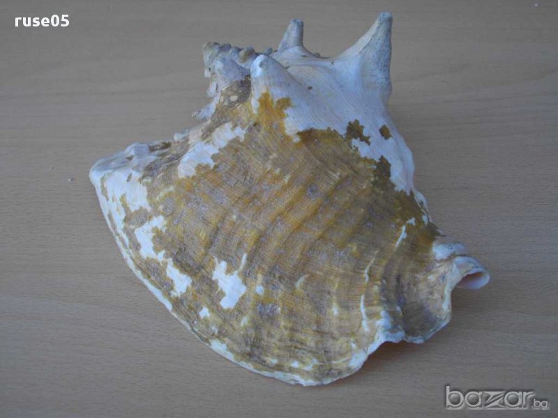 Раковина - 2, снимка 1