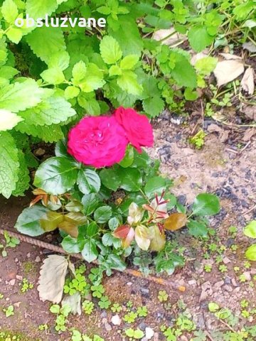 Резници от червена сортова роза, снимка 1 - Градински цветя и растения - 25671042