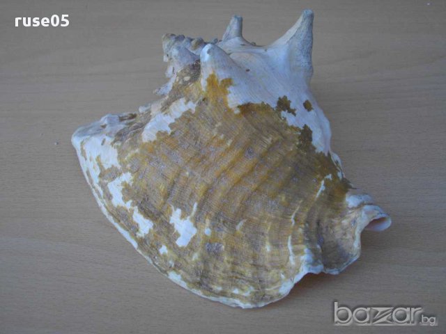 Раковина - 2