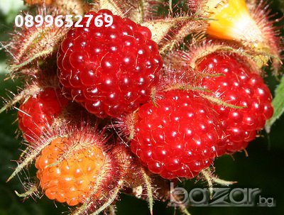 Японска малина(Rubus phoenicolasius), снимка 1 - Градински цветя и растения - 13529877
