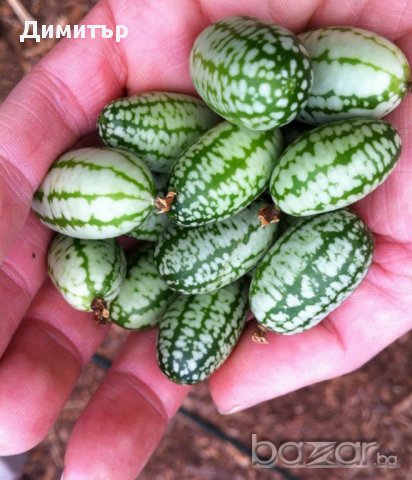 Екзотични растения / семена (доставка за цялата страна), снимка 4 - Сортови семена и луковици - 13848486