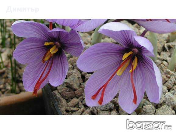 Подарявам луковици Шафранов минзухар (Crocus Sativus), снимка 1 - Градински цветя и растения - 11714252