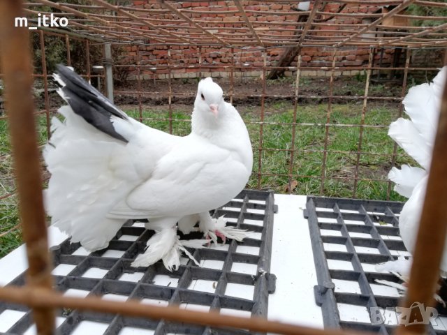 Индийски фенерлии , снимка 10 - Гълъби - 24521039