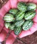 Екзотични растения / семена (доставка за цялата страна), снимка 4